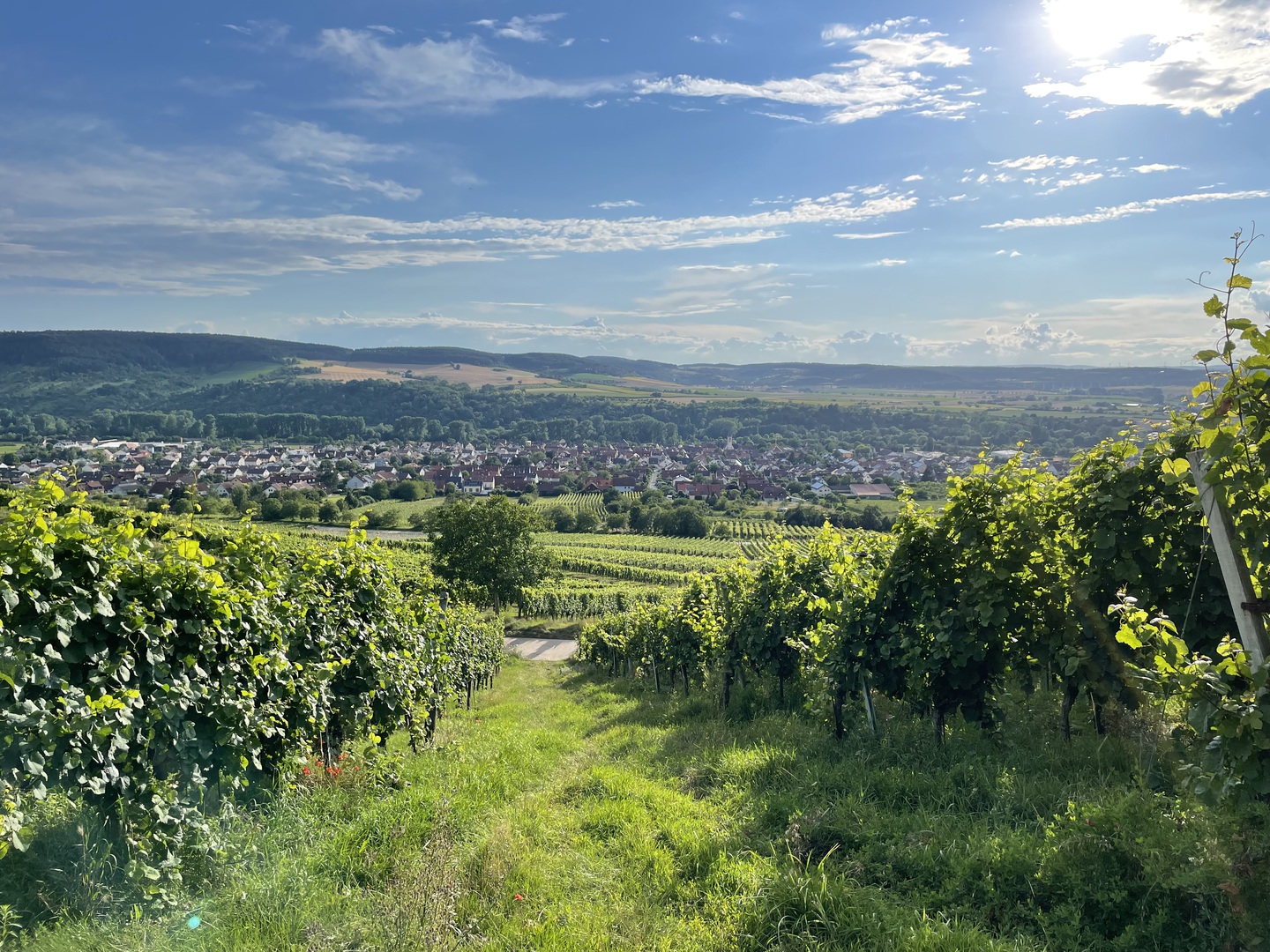 Foto: Thüngersheimer Weinberge